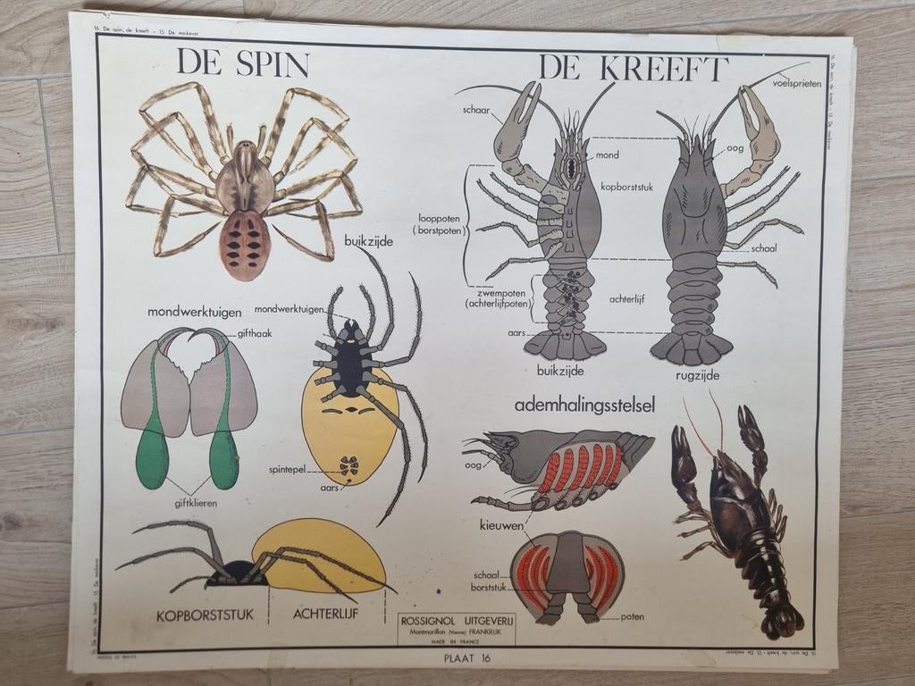 Verschillende vintage schoolkaarten te koop. Met wisselkader, Ophalen