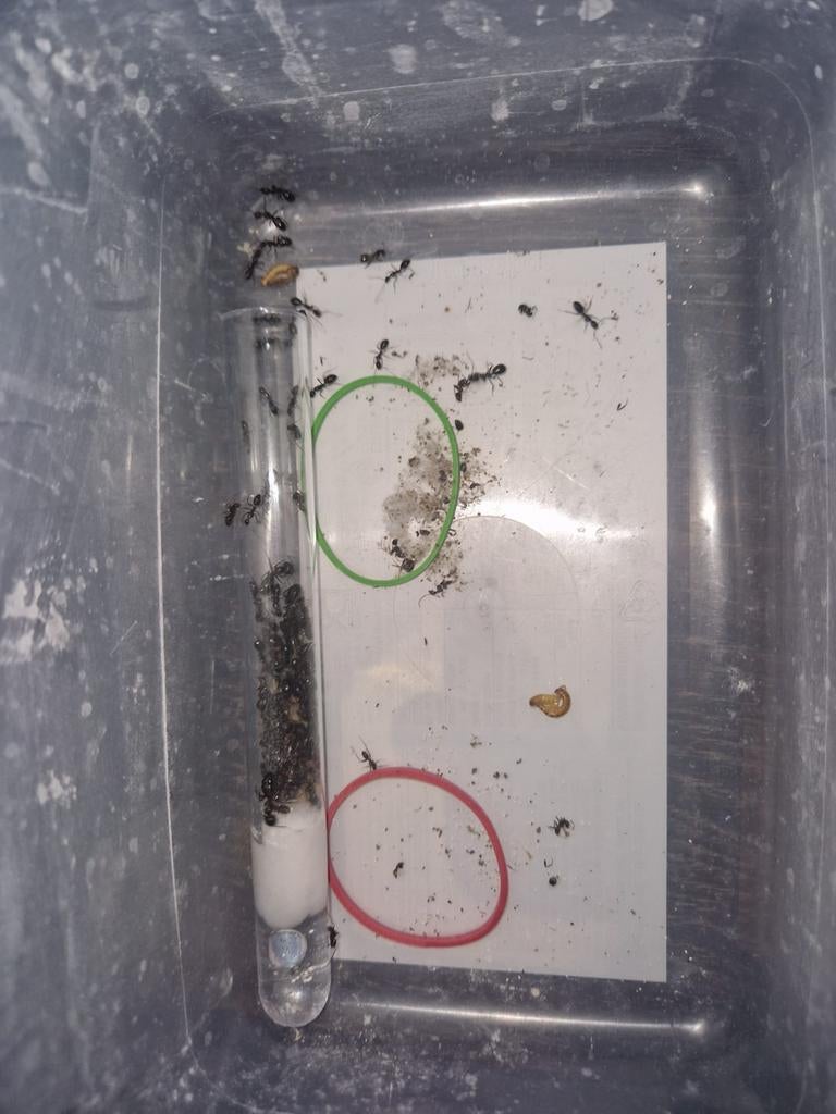 Camponotus sylvaticus 1q 70-120w | fourmis, colonies de four, Animaux & Accessoires, Insectes & Araignées, Fourmis