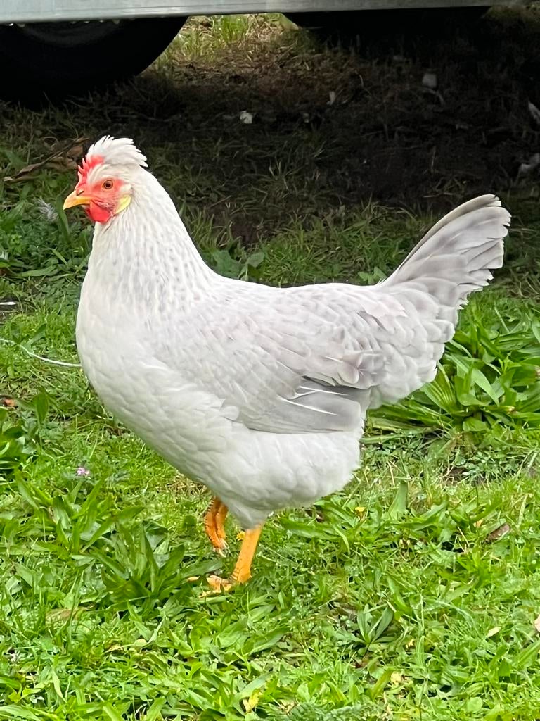 Broedeieren OPAL LAVENDER Legbar