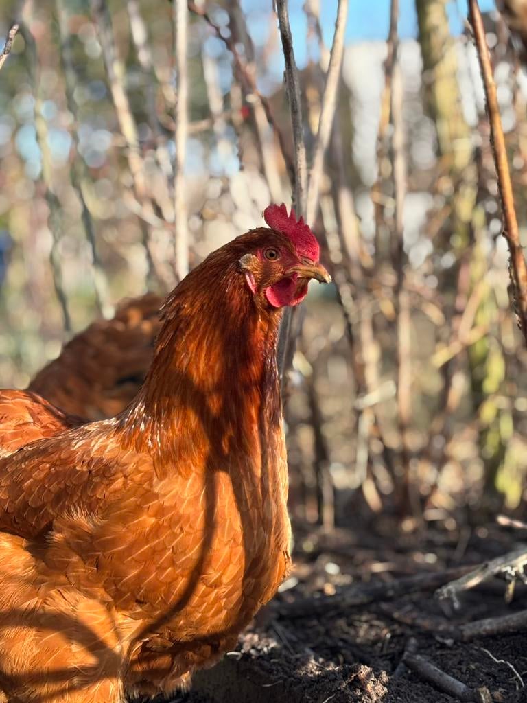 Verse eitjes te koop, Enlèvement