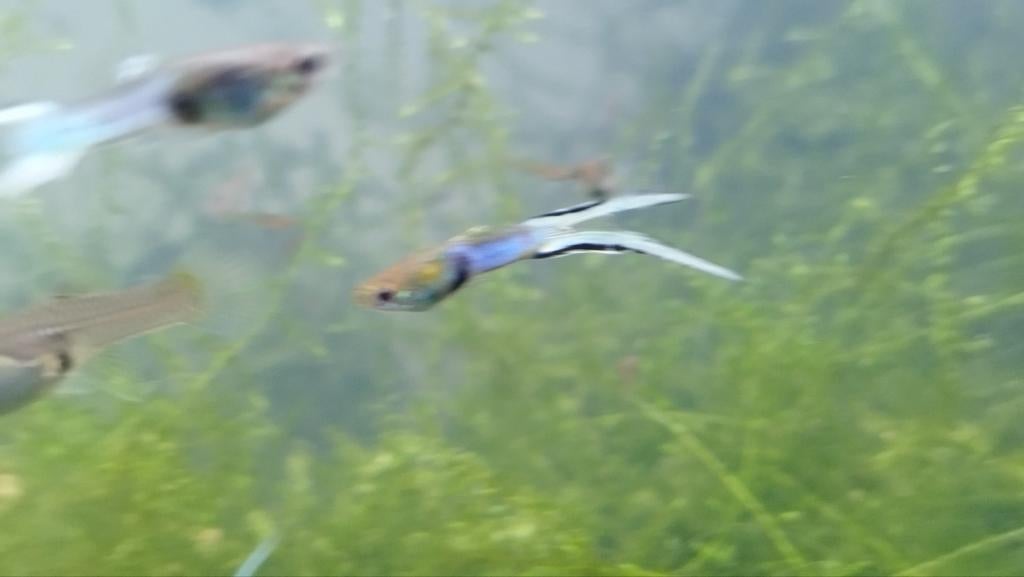 Poisson guppy Endler (lot de 10 mâles), Animaux & Accessoires, Enlèvement, Comme neuf