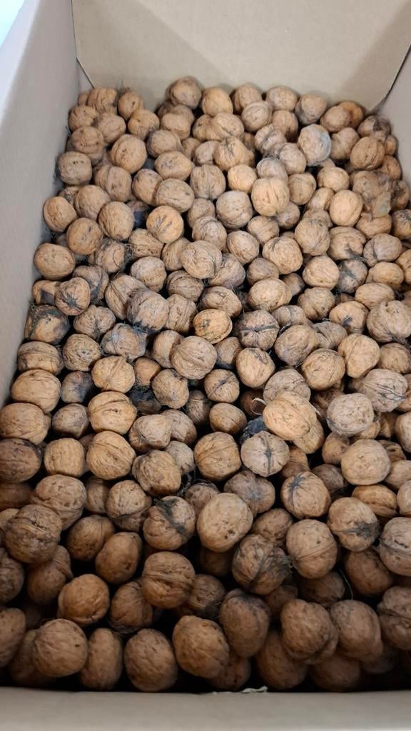 Okkernoten, Diversen, Ophalen