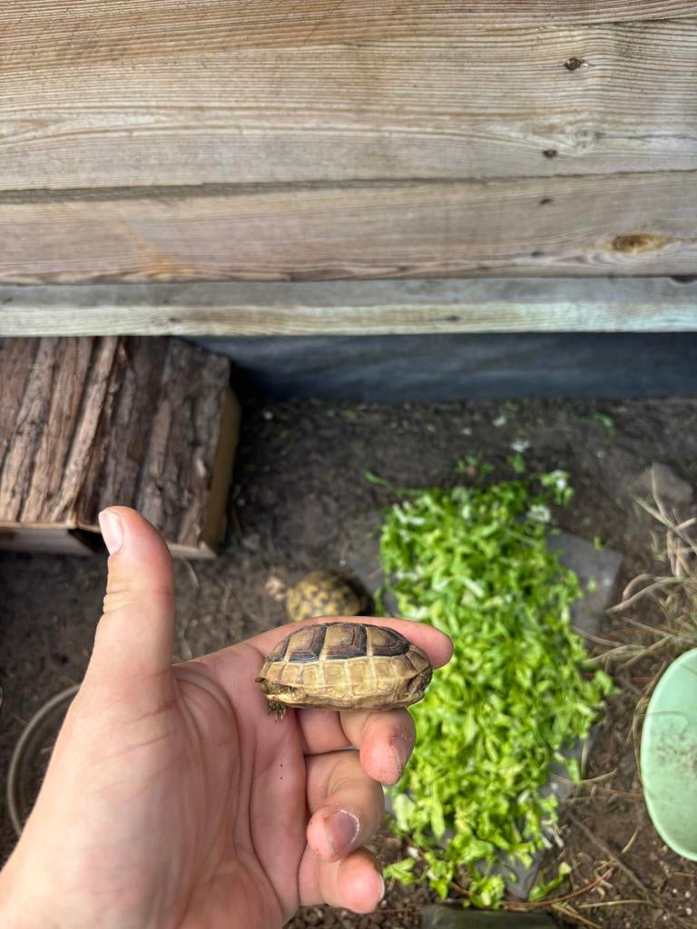 Breedrand schildpad / griekse landschildpad, Dieren en Toebehoren, Reptielen en Amfibieën | Toebehoren, Ophalen