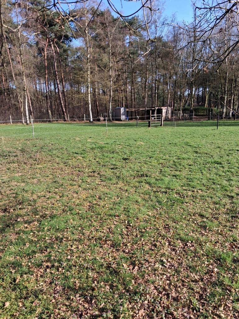Stalling met vrije weidegang gelegen in bosrijke omgeving !!, Weidegang