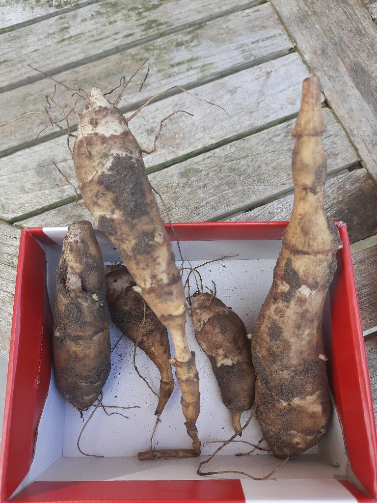 Canadese aardpeer om te planten in moestuin, Enlèvement ou Envoi