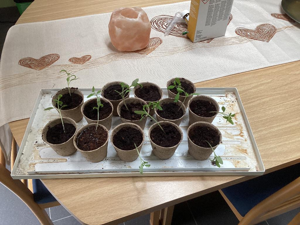 Tomatenplantjes te geef, Ophalen, Voorjaar, Halfschaduw, Wortelstok