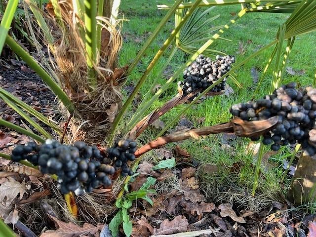 Palmzaden Trachycarpus Naggy x Trachycarpus princeps zaden !, Tuin en Terras, Ophalen of Verzenden, Voorjaar, Volle zon, Zaad