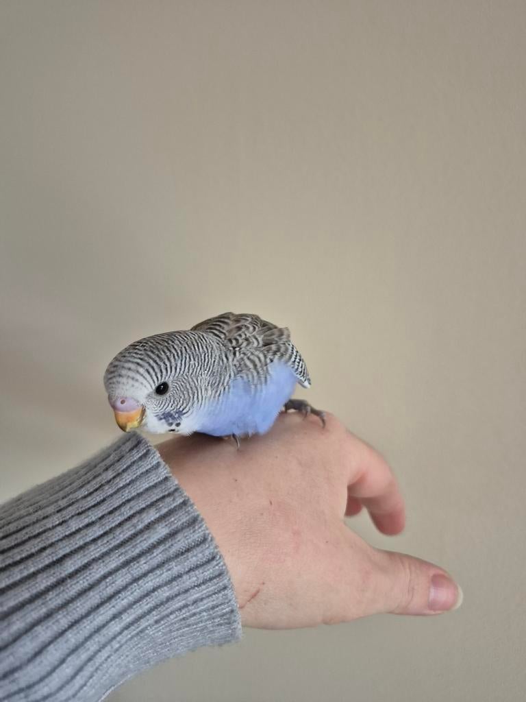 Grasparkiet 7 weken oud handtam, Dieren en Toebehoren, Vogels | Parkieten en Papegaaien