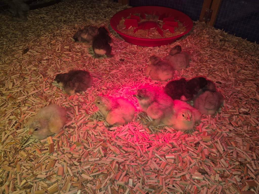 Brahma kuikens blauw zwart  1 week oud, Plusieurs animaux, Poule ou poulet