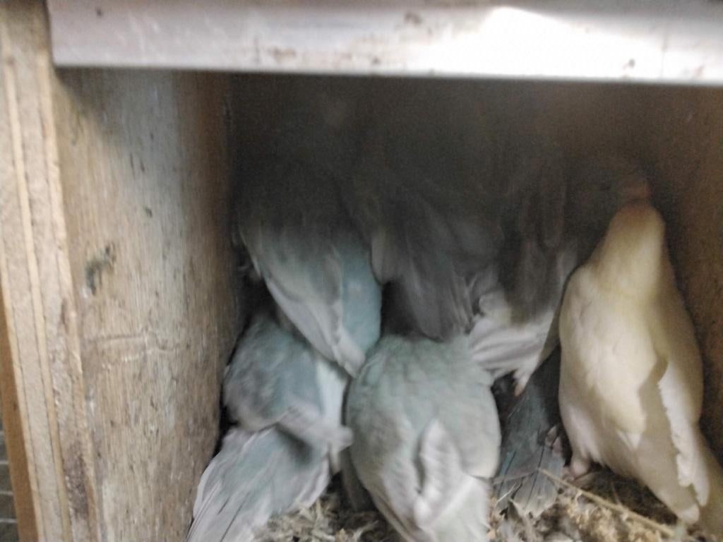 Jonge kakariki in gezoomd, Mâle, Perruche, Bagué