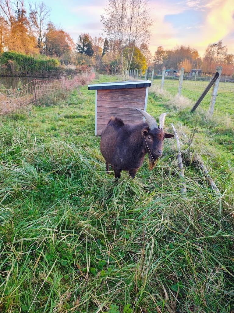 Geitenbok te huur of te koop, Dieren en Toebehoren