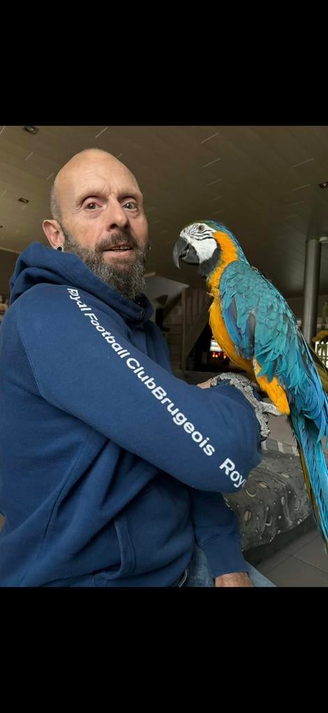 Ara, Dieren en Toebehoren, Vogels | Parkieten en Papegaaien