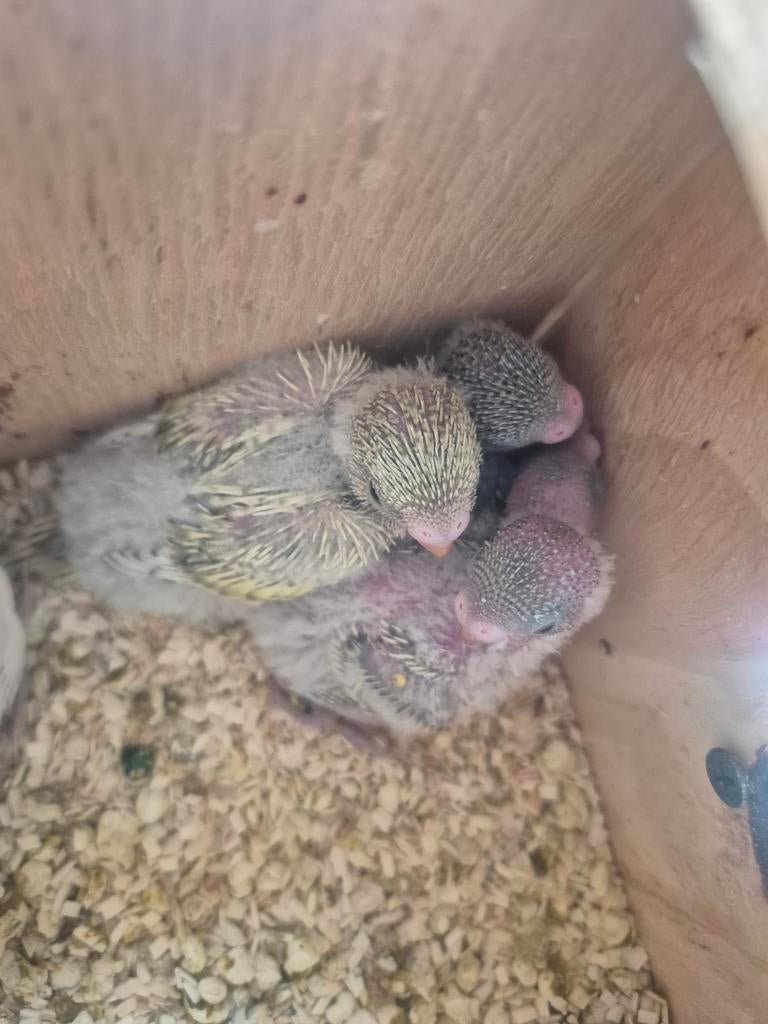 Jonge grasparkieten ( voor handopfok ), Dieren en Toebehoren, Vogels | Parkieten en Papegaaien, Geringd