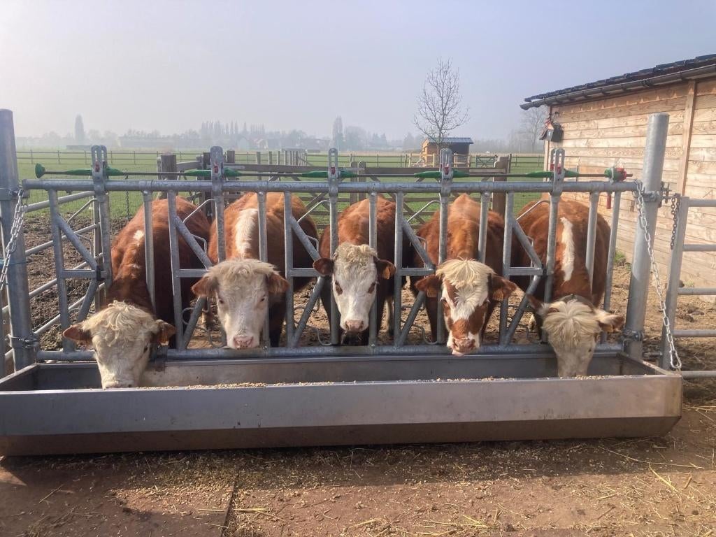 Minirunderen te koop, Plusieurs animaux