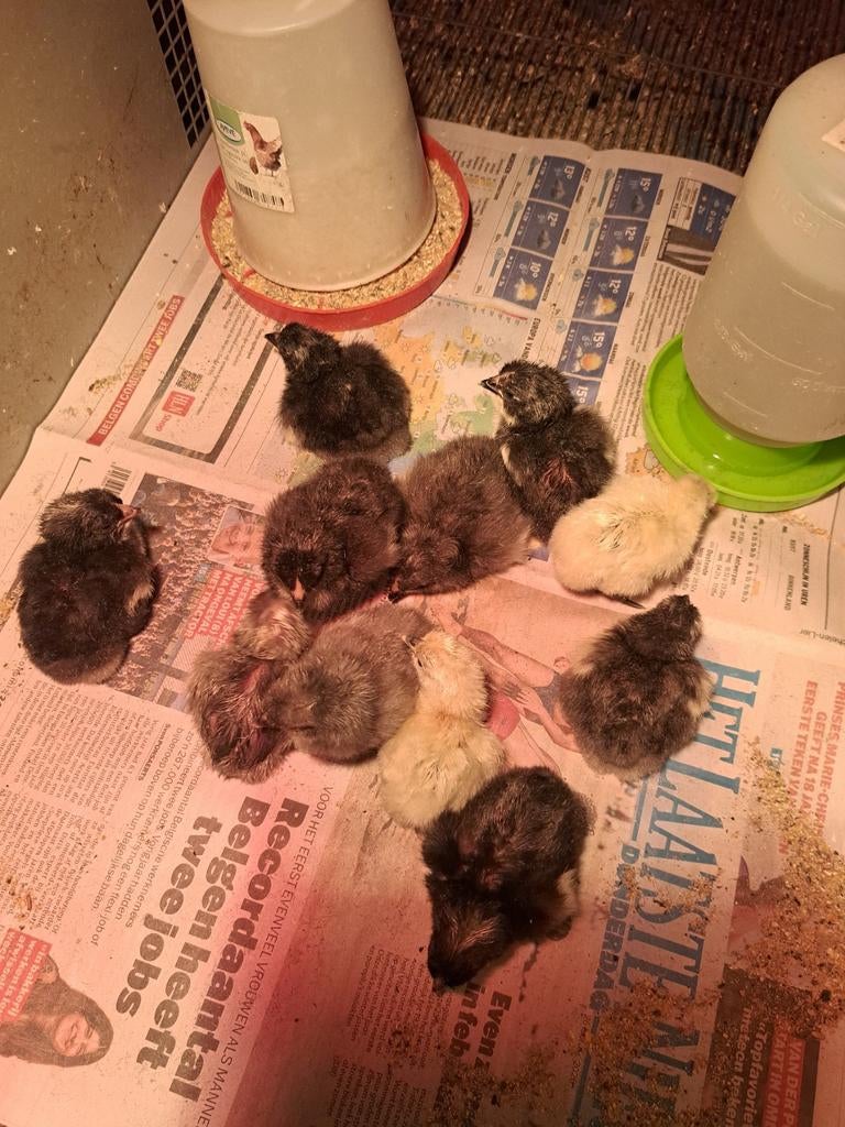 Poussins F1 de la couche Greenlegger/olive