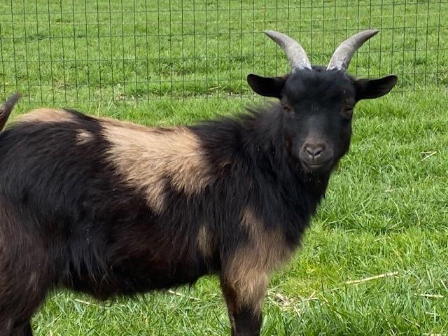 Maanvlek dekbokje dwerggeit, Dieren en Toebehoren, Schapen, Geiten en Varkens, Mannelijk, Geit, 0 tot 2 jaar