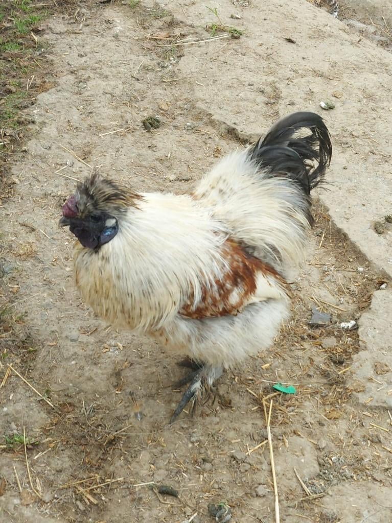 Zijdehoen haan, Dieren en Toebehoren, Pluimvee, Mannelijk, Kip