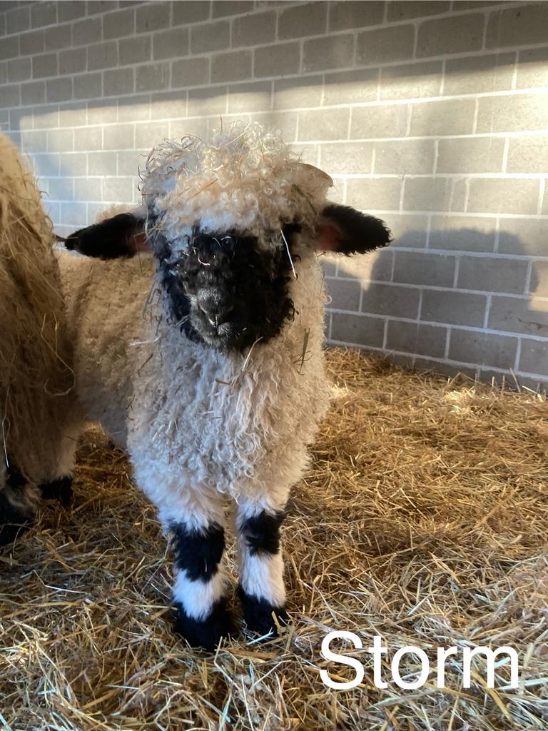 Storm van ‘t Graanhof, ramlam, Walliser Schwarznase, Mannelijk, Schaap, 0 tot 2 jaar