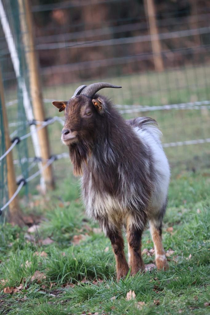 Dwerggeiten, Animaux & Accessoires, Moutons, Chèvres & Cochons
