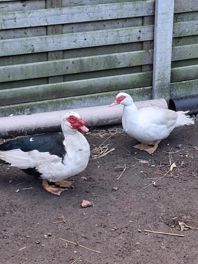 eenden, Dieren en Toebehoren, Pluimvee, Mannelijk, Eend