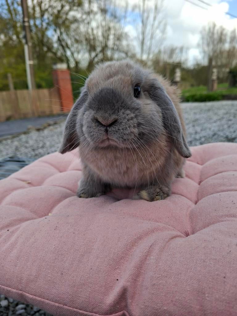 Minilom de race pure avec pedigree femelle de 3 mois