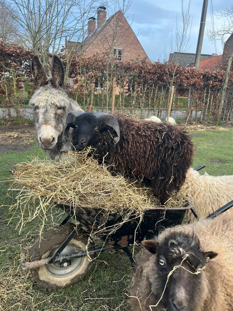 Ouessant ram, Mannelijk, Schaap, 0 tot 2 jaar