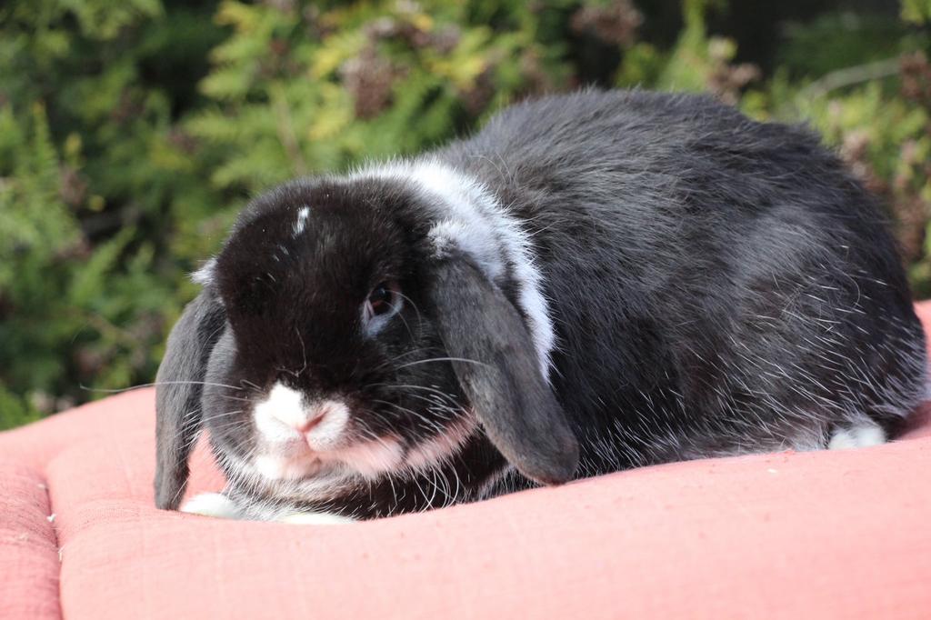 Nhd ram zeer sociaal, Dieren en Toebehoren, Konijnen, Klein, Mannelijk, 0 tot 2 jaar, Hangoor