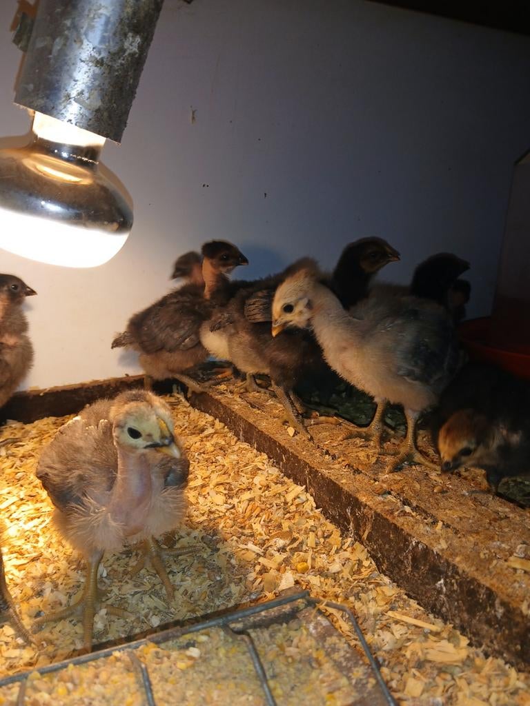 Kuikens en broedeieren van  naakhals , ukkelse baardkriel. B, Dieren en Toebehoren