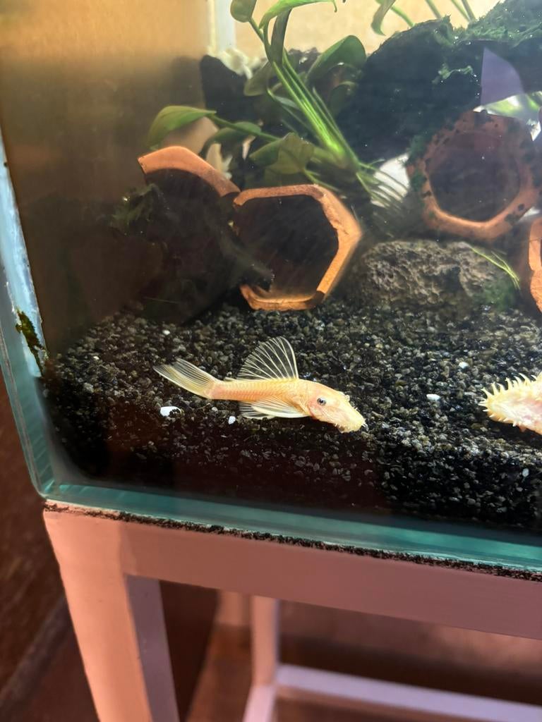 L144 ancistrus jonge man, Animaux & Accessoires, Poisson, Poisson d'eau douce, Banc de poissons