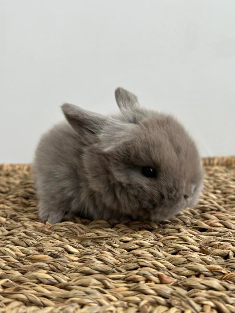 Minilop ram lilac vc, Dieren en Toebehoren, Konijnen, Klein