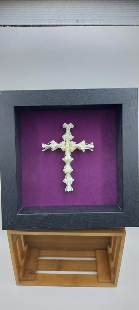 Crucifix en vertèbres curiosités, Antiquités & Art, Enlèvement ou Envoi