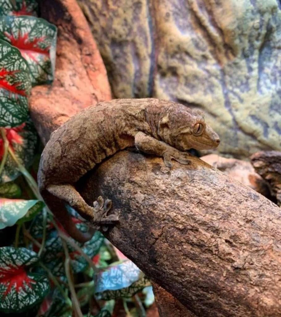 Chaouagekko, wimpergekko en gargoyle gekko, Dieren en Toebehoren, Reptielen en Amfibieën