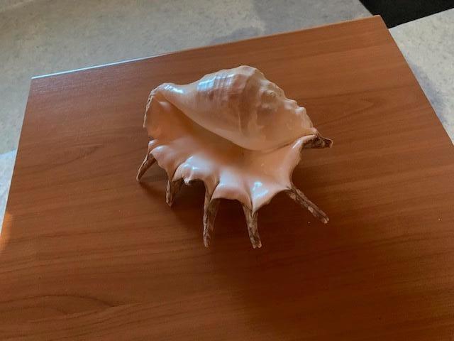 magnifiques coquillages naturels, Enlèvement, Coquillage(s)