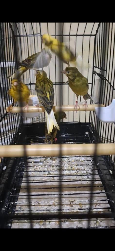 Raza Español 7 mal est 4 femelle, Animaux & Accessoires, Femelle