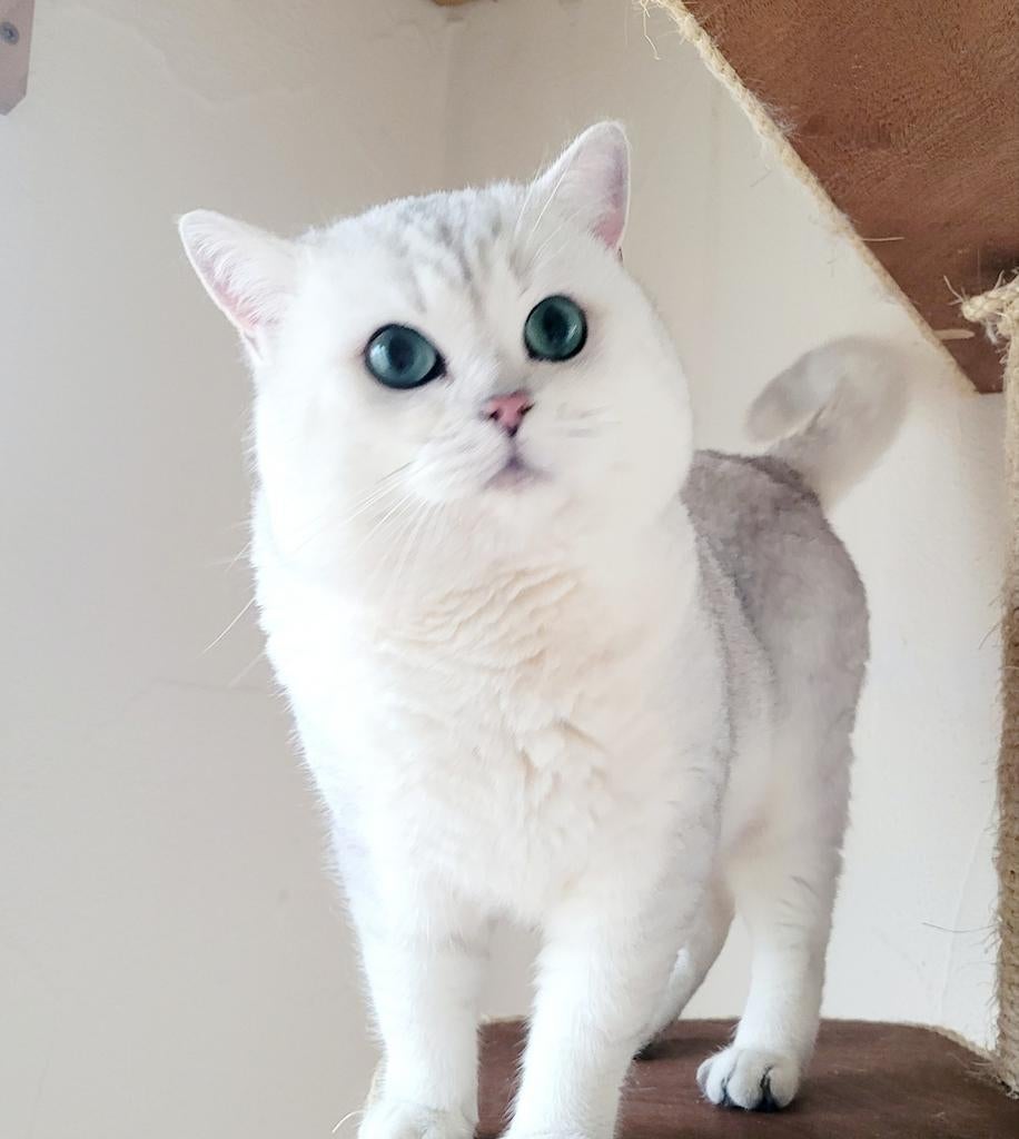 Brits korthaar dekkater met stamboom,NIET TE KOOP, Dieren en Toebehoren, Katten en Kittens | Raskatten | Korthaar, Kater, 6 jaar of ouder