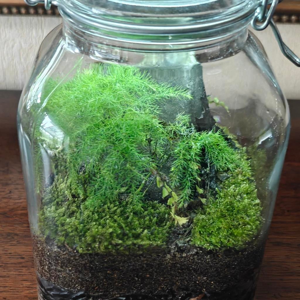 Terrarium, gesloten mini ecosysteem, met oplaadbare LED., Ophalen
