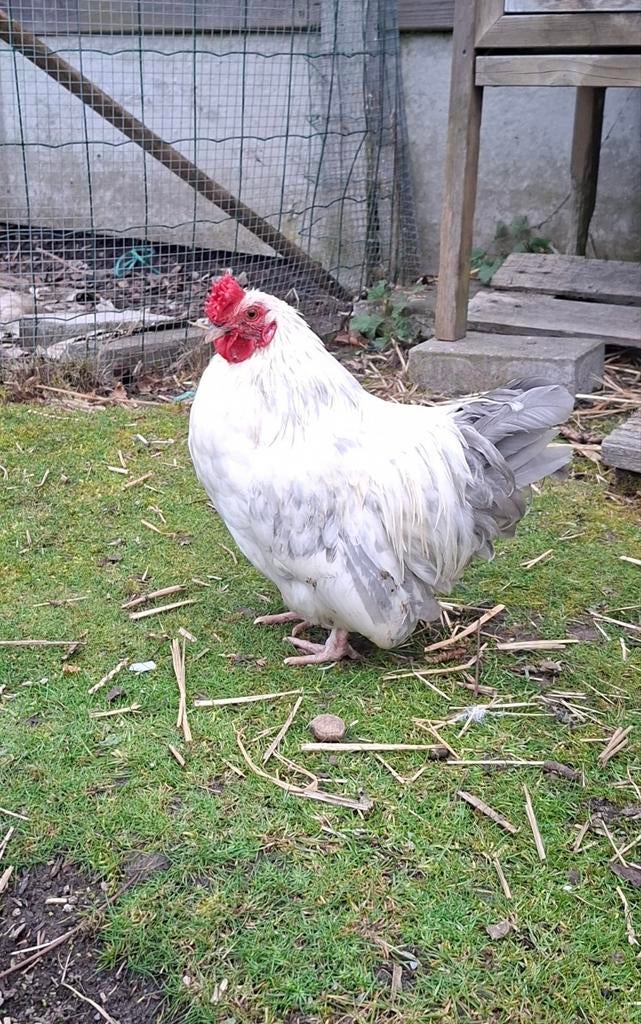 Haantje, Dieren en Toebehoren, Pluimvee