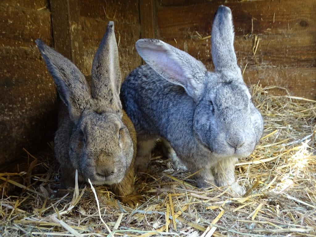 Ter adoptie: tamme Vlaamse Reus konijnen (mannelijk), Mâle, Grand, 0 à 2 ans