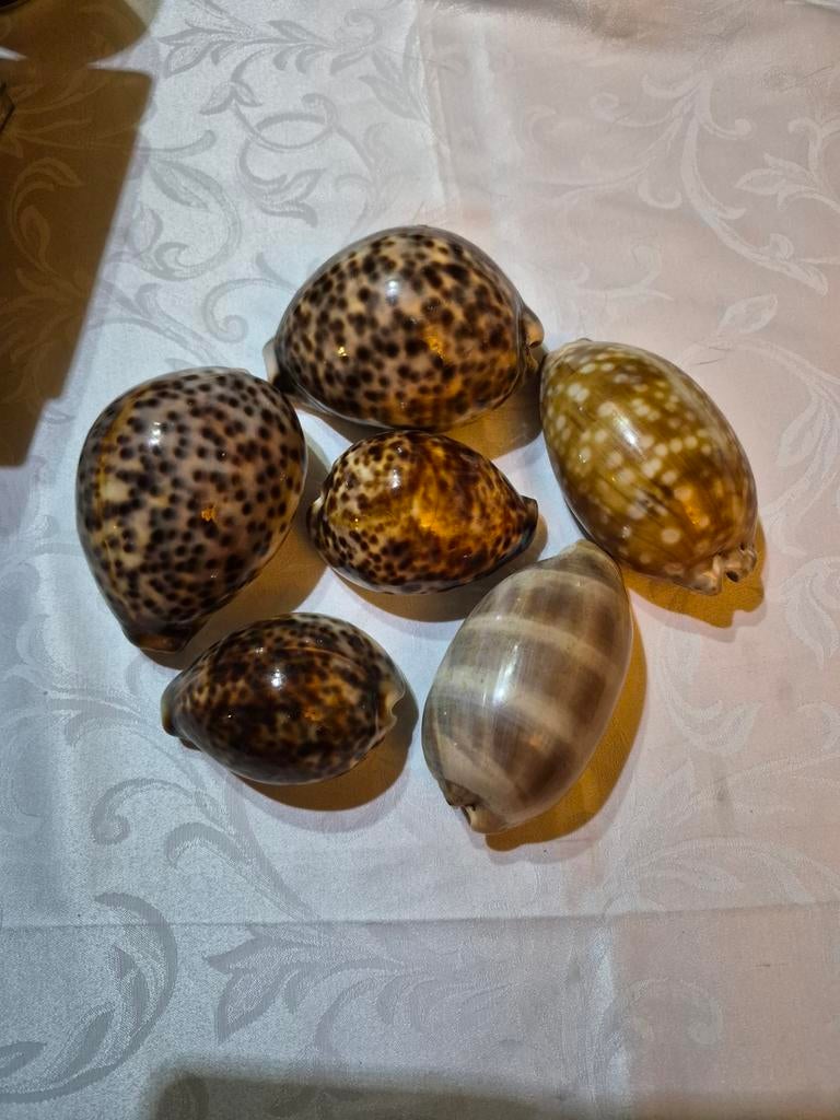 Lot de 6 coquillages véritable de collection, Enlèvement ou Envoi