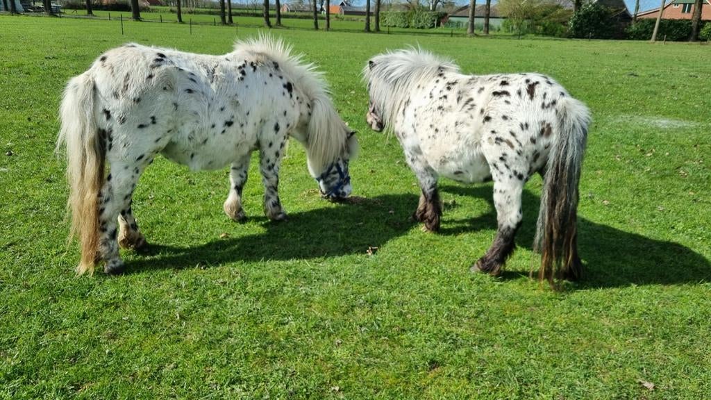 2 drachtige panterbonte appaloosa merries, Dieren en Toebehoren, Pony's, Merrie, 3 tot 6 jaar, Gechipt, Ontwormd