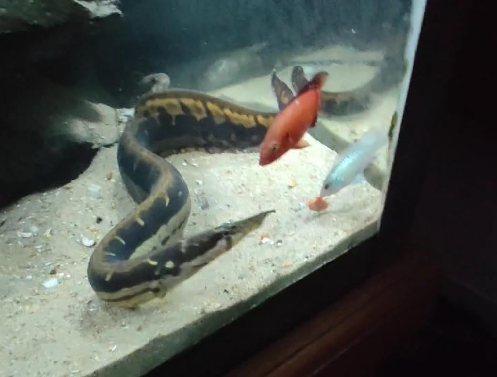 Muraine, Animaux & Accessoires, Enlèvement