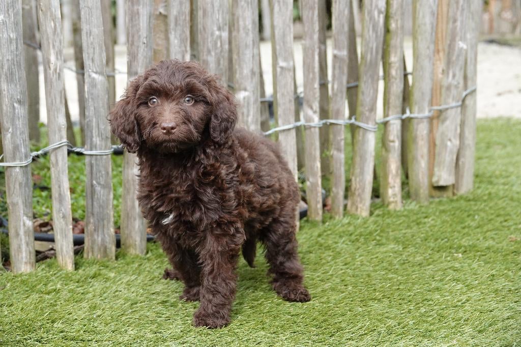 Chiots Labradoodle choco de taille moyenne, parents testés, Animaux & Accessoires, Chiens | Retrievers, Épagneuls & Chiens d'eau