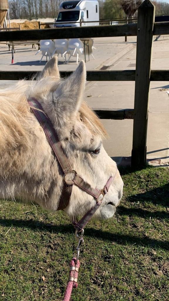 2 verzorgpaardjes gezocht BUURT GRIMBERGEN, Août, Plusieurs animaux