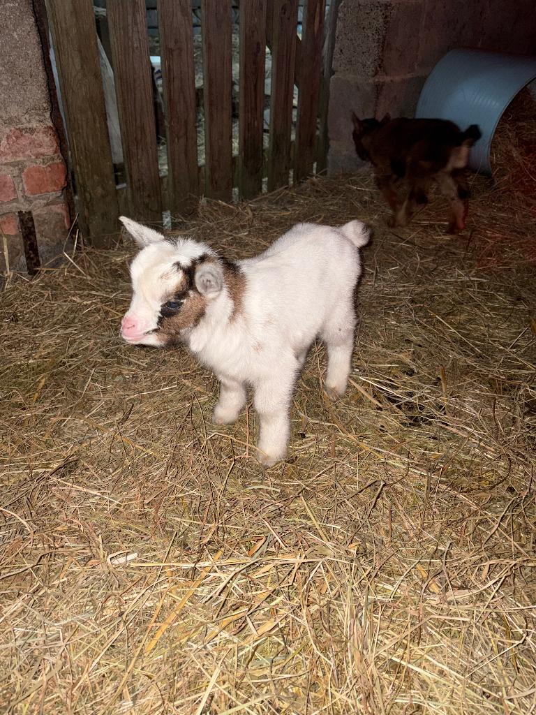 Dwerggeitjes, Plusieurs animaux, Chèvre, 0 à 2 ans