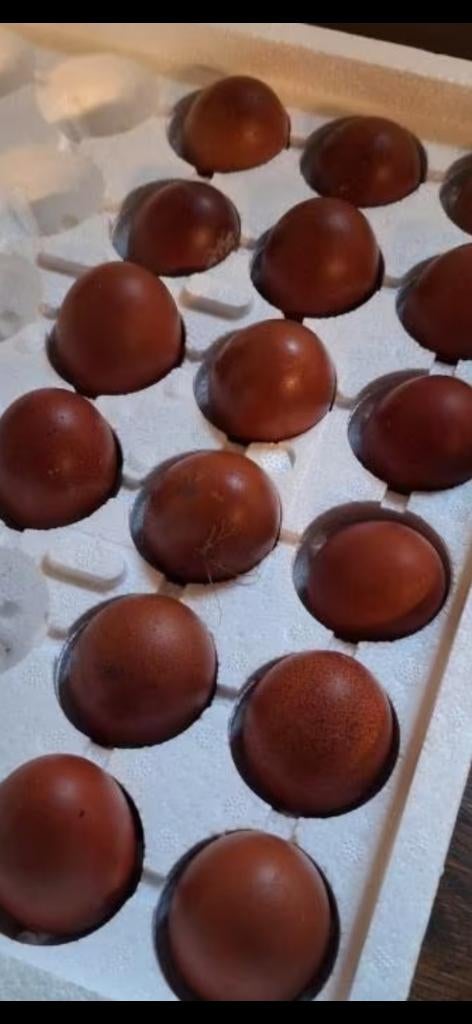 Zilvertarwe marans broedeieren, Dieren en Toebehoren, Pluimvee