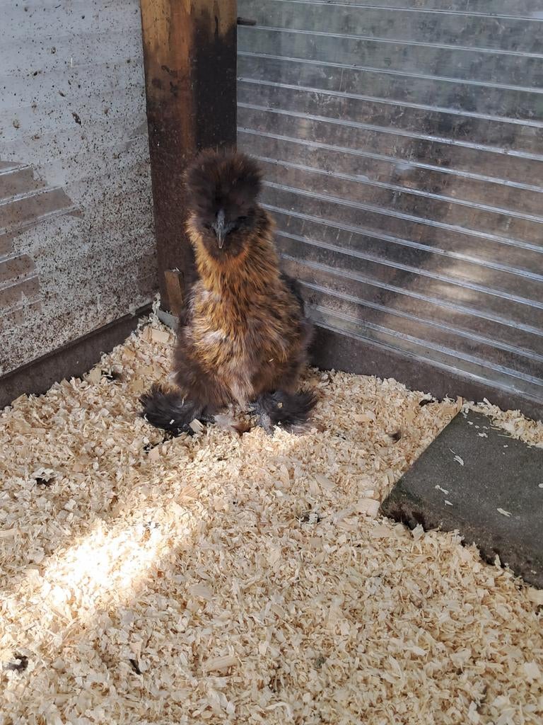 Zijdehoen hen, Dieren en Toebehoren, Pluimvee, Vrouwelijk, Kip