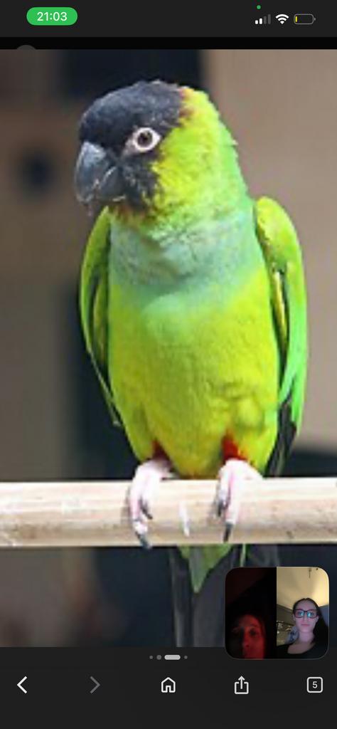 Recherche conure nanday pour eam, Perroquet