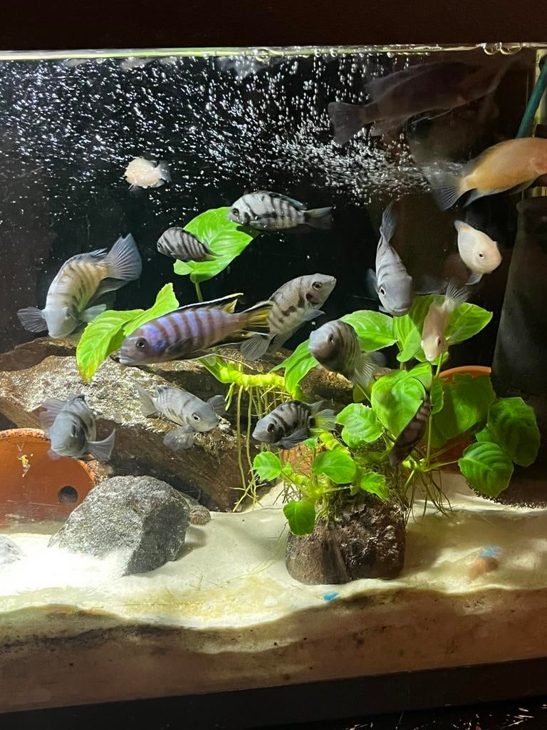 cichlidés zébrés à vendre, Animaux & Accessoires, Poisson, Poisson d'eau douce, Banc de poissons