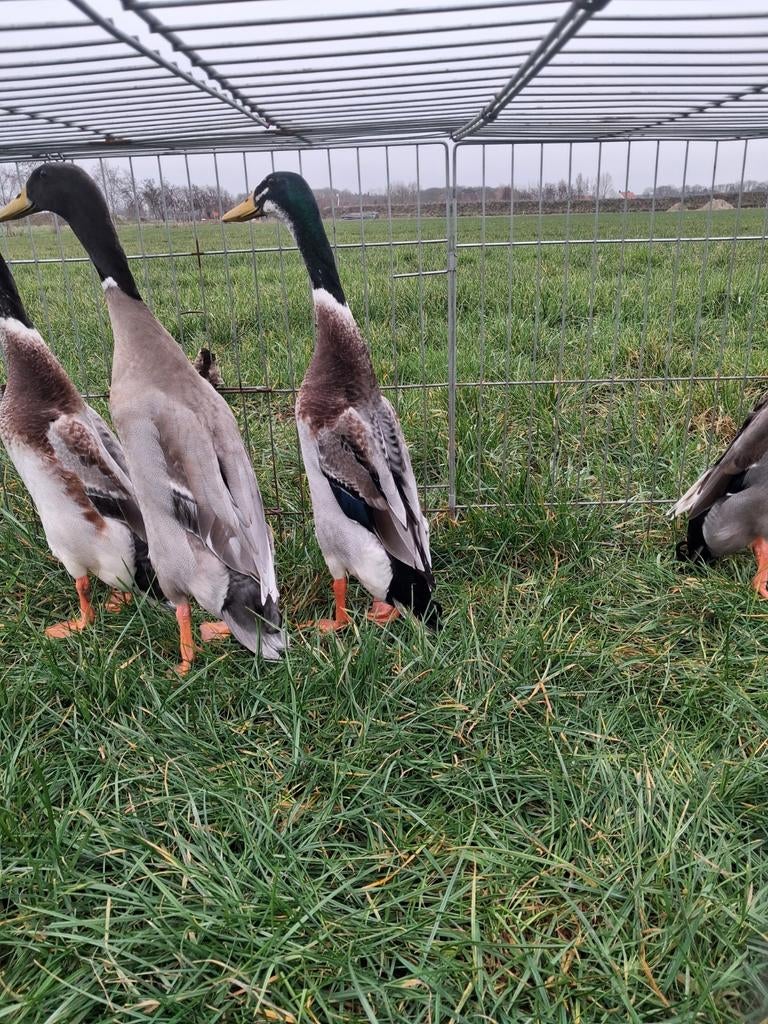 4 jonge loopeend hanen.