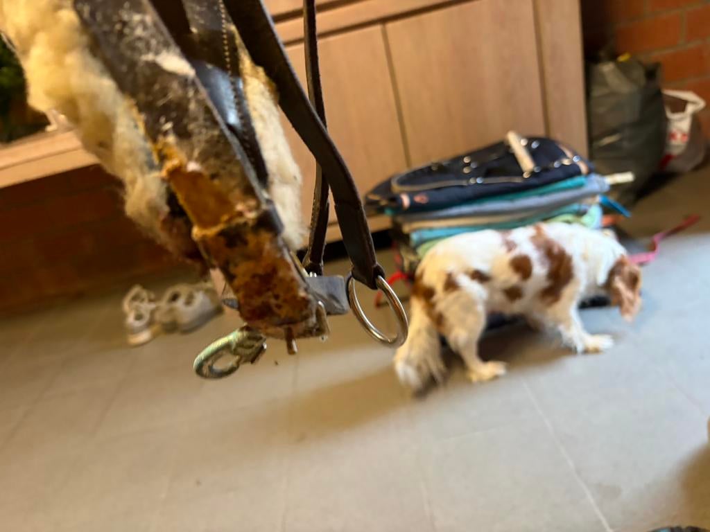 Paardengrief, Dieren en Toebehoren, Ophalen of Verzenden, Gebruikt, Dekje